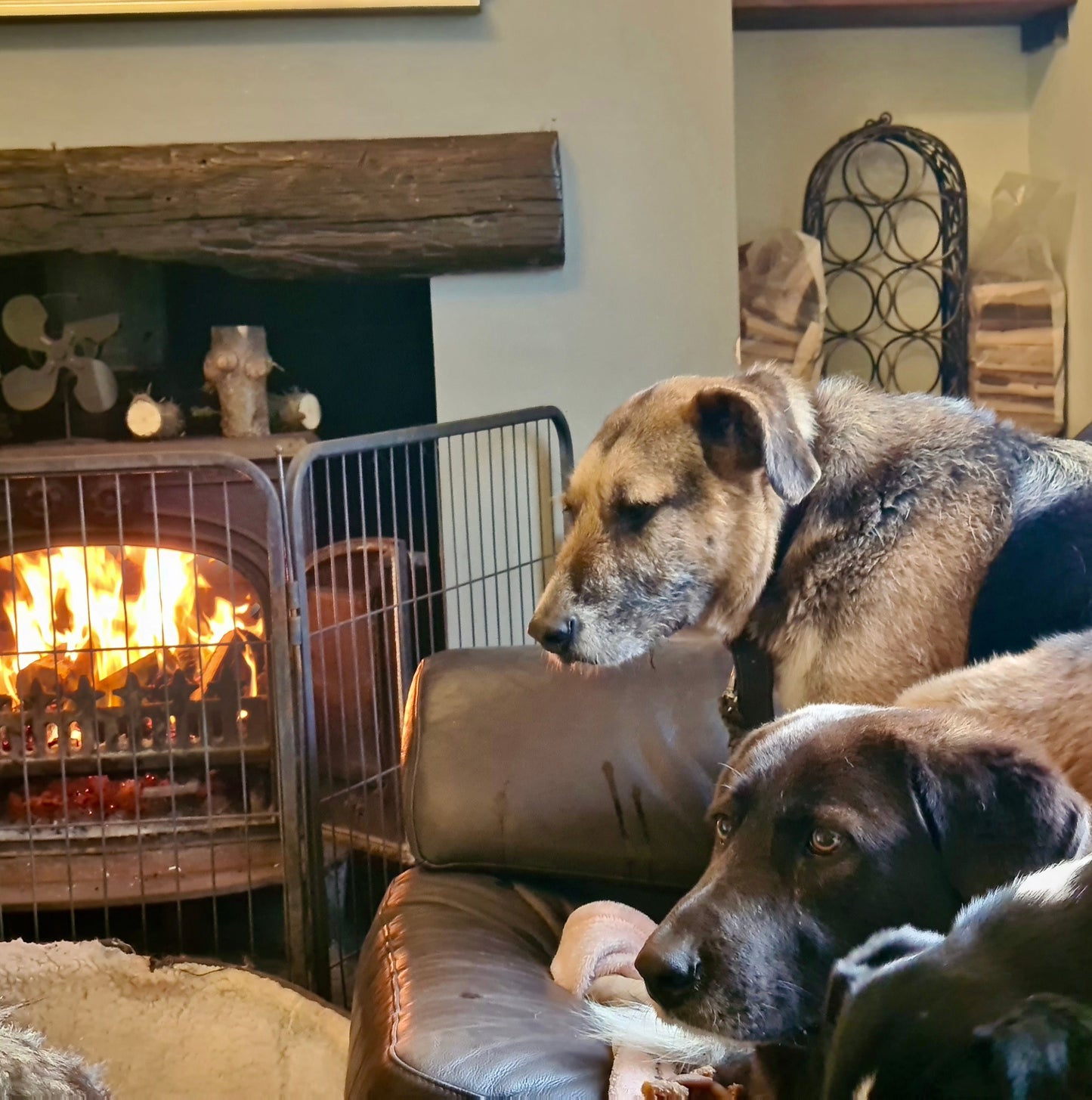 A Warm Fire For A Rescue Dog