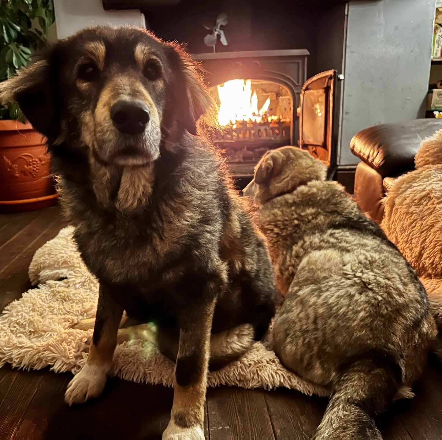 A Warm Fire For A Rescue Dog