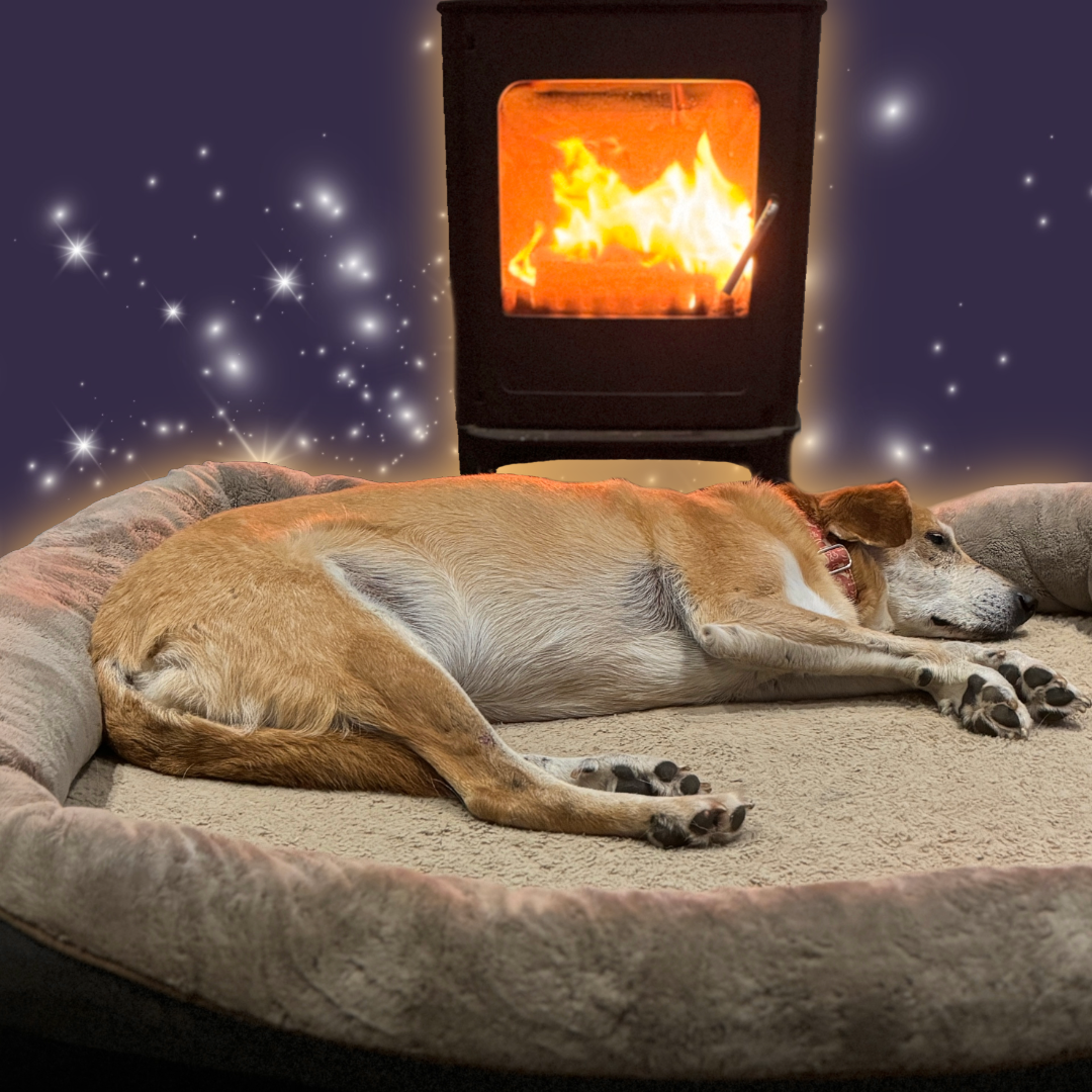 A Warm Fire For A Rescue Dog