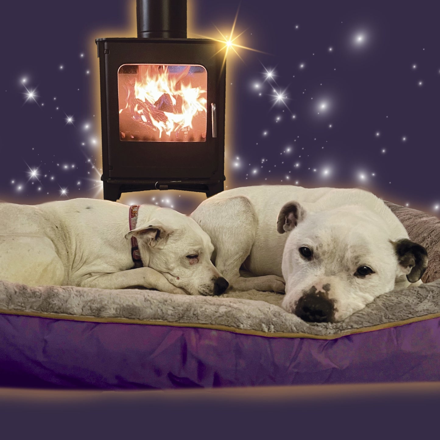 A Warm Fire For A Rescue Dog